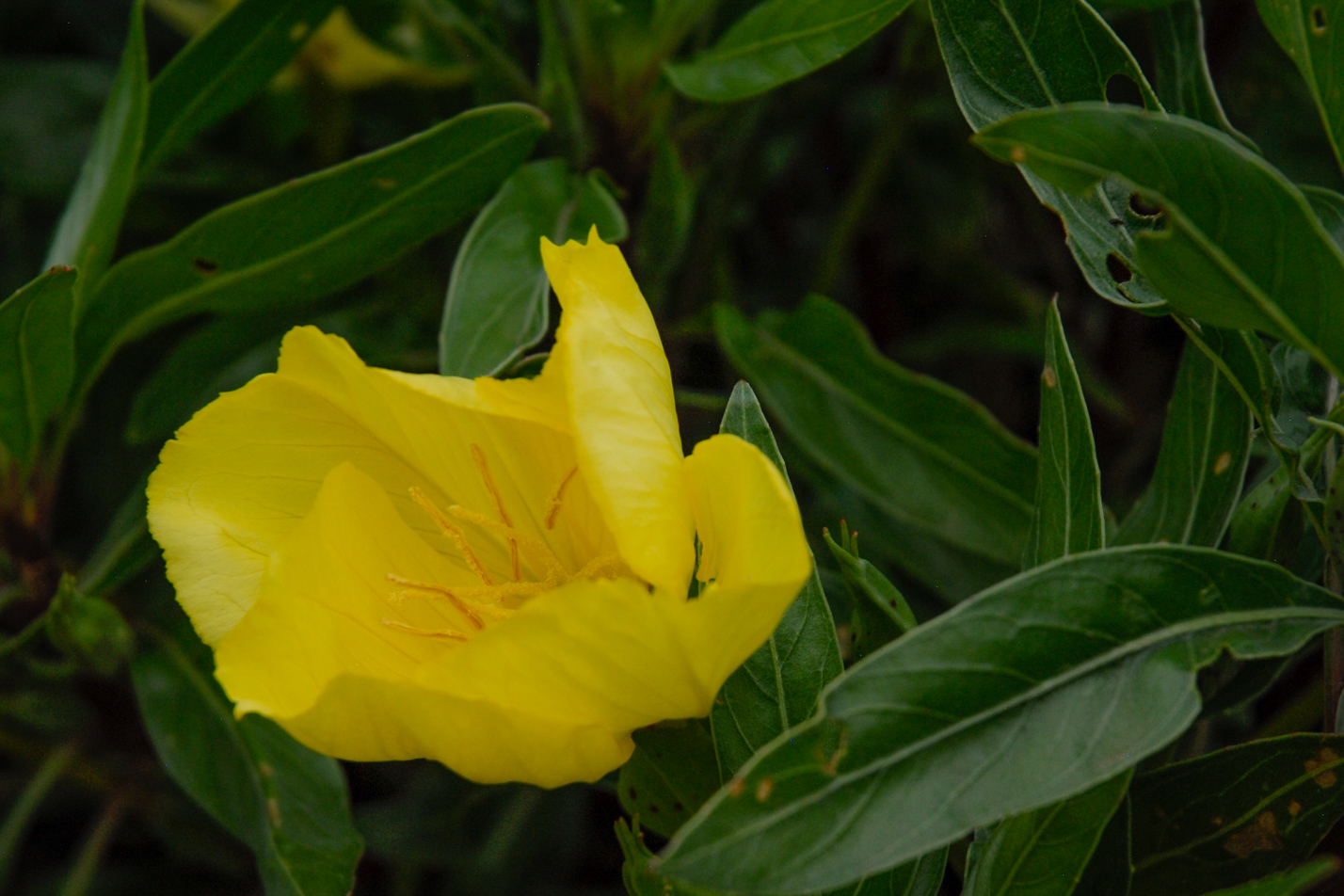 Missouri Evening Primrose